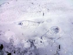 post-5575-0-93249600-1320936744_thumb.jp