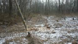 post-5580-0-18241800-1321635679_thumb.jp