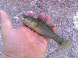 post-18456-0-23548600-1354205636_thumb.j