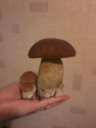 post-18456-0-26180300-1354206417_thumb.j