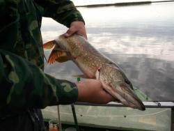 post-18456-0-93952200-1354282544_thumb.j