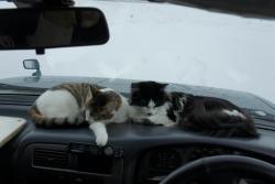 post-3331-0-00855600-1351916632_thumb.jp