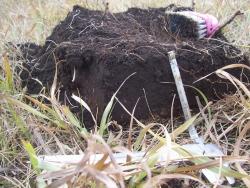 post-4269-0-37453400-1351781878_thumb.jp