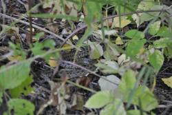 post-6129-0-46402400-1352214204_thumb.jp