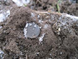 post-6245-0-50791000-1352294636_thumb.jp