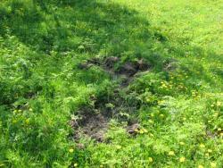 post-6726-0-53556200-1351917314_thumb.jp