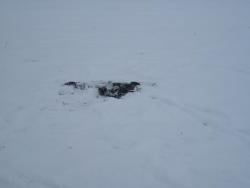 post-7597-0-27032400-1352215045_thumb.jp