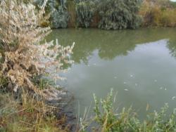 post-24709-0-14757900-1383812826_thumb.j