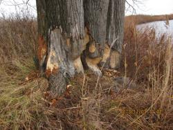 post-24709-0-19677900-1383478370_thumb.j