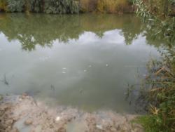 post-24709-0-31778100-1383812762_thumb.j