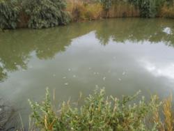 post-24709-0-46088400-1383812789_thumb.j