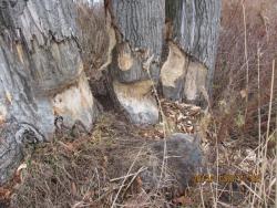 post-24709-0-55544000-1383478728_thumb.j