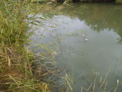 post-24709-0-65474600-1383812853_thumb.j