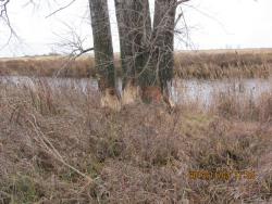 post-24709-0-67517700-1383479400_thumb.j