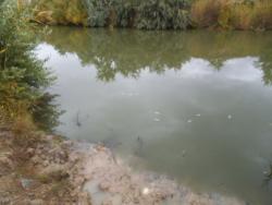 post-24709-0-89384800-1383812663_thumb.j