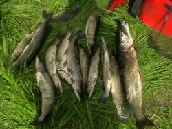 post-27393-0-66965400-1384114858_thumb.j