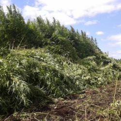 post-27434-0-77123800-1385380939_thumb.j