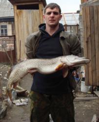 post-27646-0-34315600-1384580581_thumb.j