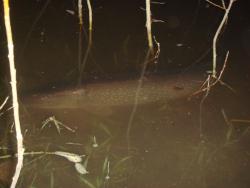 post-27646-0-67065000-1384580577_thumb.j