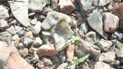 post-11080-0-16497500-1416859081_thumb.j