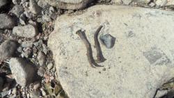 post-11080-0-16508300-1416859245_thumb.j