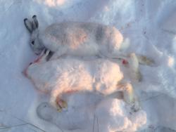 post-12363-0-39512900-1416068519_thumb.j