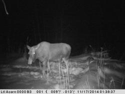 post-2401-0-21786200-1416218142_thumb.jp