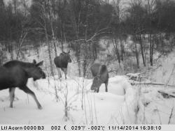 post-2401-0-67672000-1416055706_thumb.jp