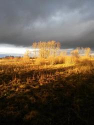 post-27784-0-29963900-1415523318_thumb.j