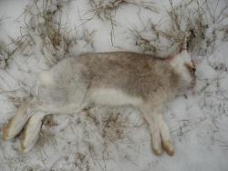 post-29871-0-01577800-1415449717_thumb.j