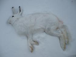 post-29871-0-13263300-1416044885_thumb.j