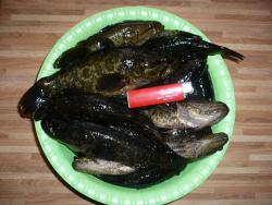 post-29871-0-37479200-1415192451_thumb.j