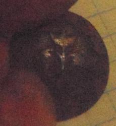 post-5328-0-20902700-1415101387_thumb.jp