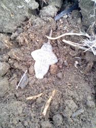 post-17557-0-27513700-1447357019_thumb.j