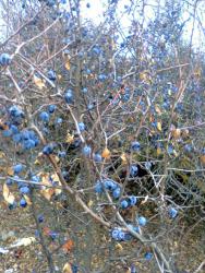 post-17557-0-92172300-1447357032_thumb.j