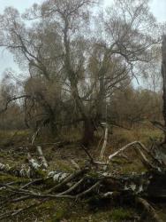 post-23814-0-60602400-1447189824_thumb.j