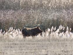 post-29766-0-82166700-1447090787_thumb.j