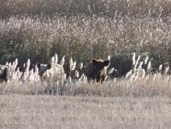 post-29766-0-91573100-1447090848_thumb.j