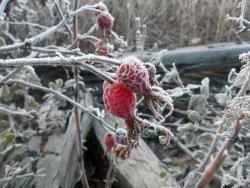 post-31368-0-24610900-1447005611_thumb.j