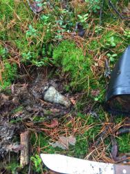 post-31887-0-42236800-1447410430_thumb.j