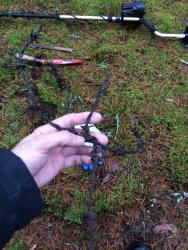 post-31887-0-50205500-1447410464_thumb.j