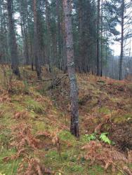 post-31887-0-79918300-1447410409_thumb.j