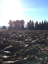 post-34042-0-15703100-1446827448_thumb.j