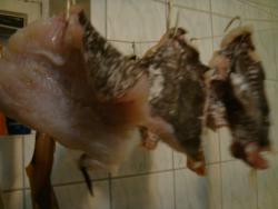 post-5088-0-64853000-1446402994_thumb.jp