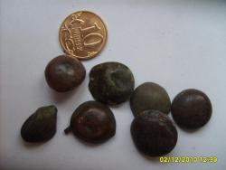 post-2369-0-33448100-1291398608_thumb.jp