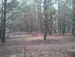 post-4855-0-12698400-1293634589_thumb.jp