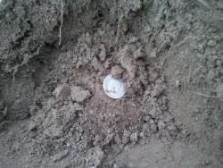 post-4855-0-13564300-1293722705_thumb.jp