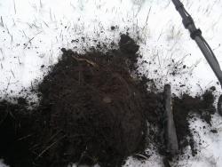 post-4855-0-70052500-1292174101_thumb.jp