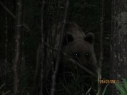 post-1677-0-41236900-1324540233_thumb.jp