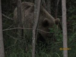 post-1677-0-55644300-1324540211_thumb.jp